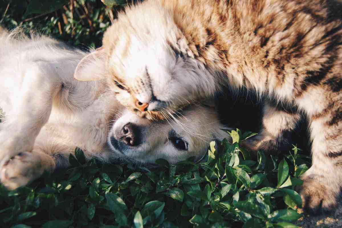 L'amore profondo degli animali 