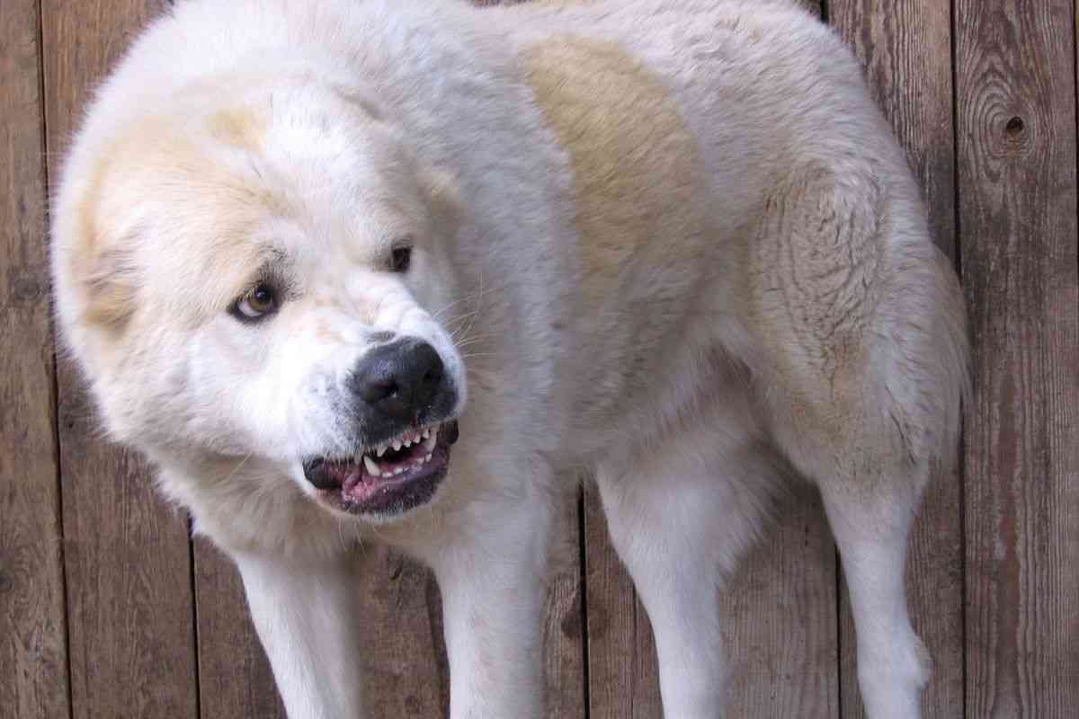 Cane aggressivo razze da evitare da tenere in casa