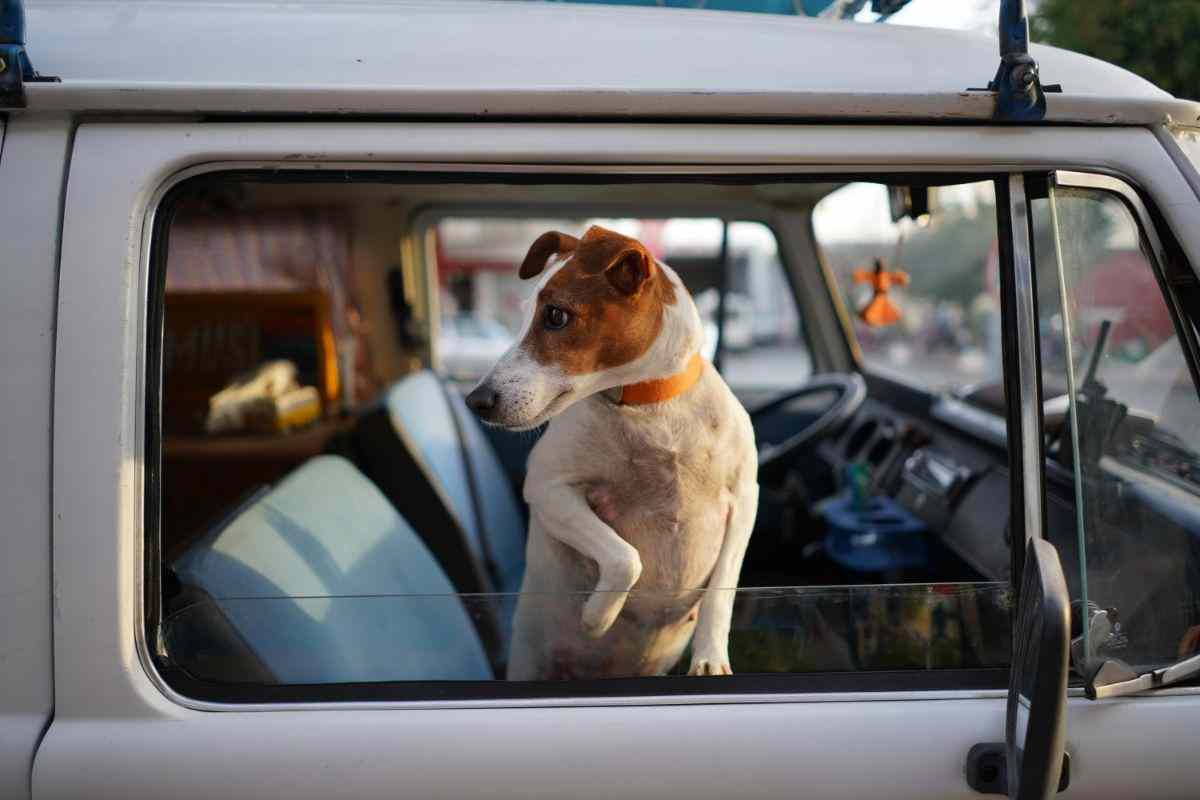 viaggiare con cane consigli cosa fare