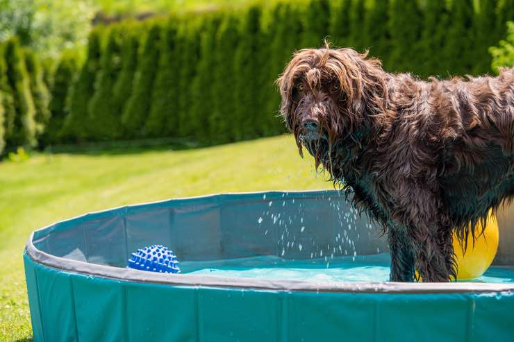 Colpo di calore del cane: come intervenire