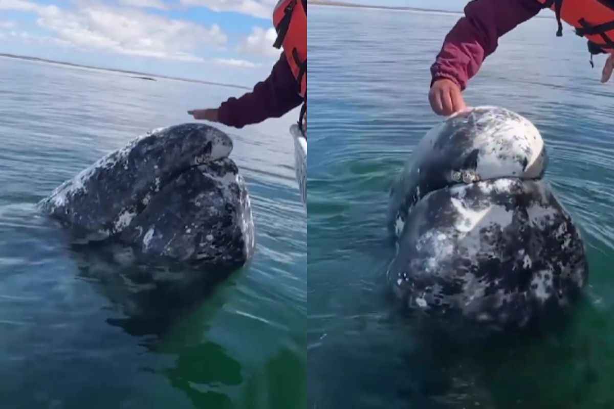 balena grigia ricoperta da parassiti aiuto umano