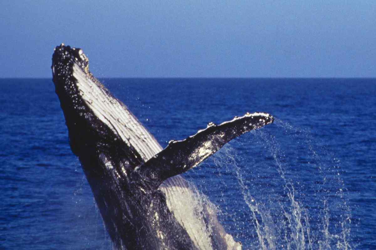La balena che ha prima inghiottito e poi sputato due donne in kayak