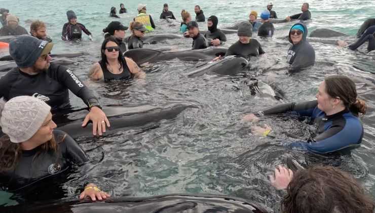 Gruppo di balene in Australia