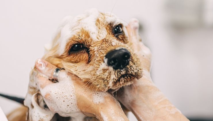 come trattare il pelo del cane