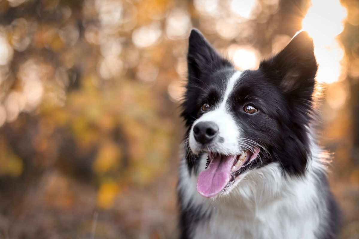 Il cane difende il bambino