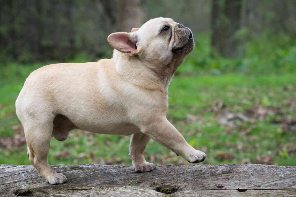 cagnolino reazione videocamera video