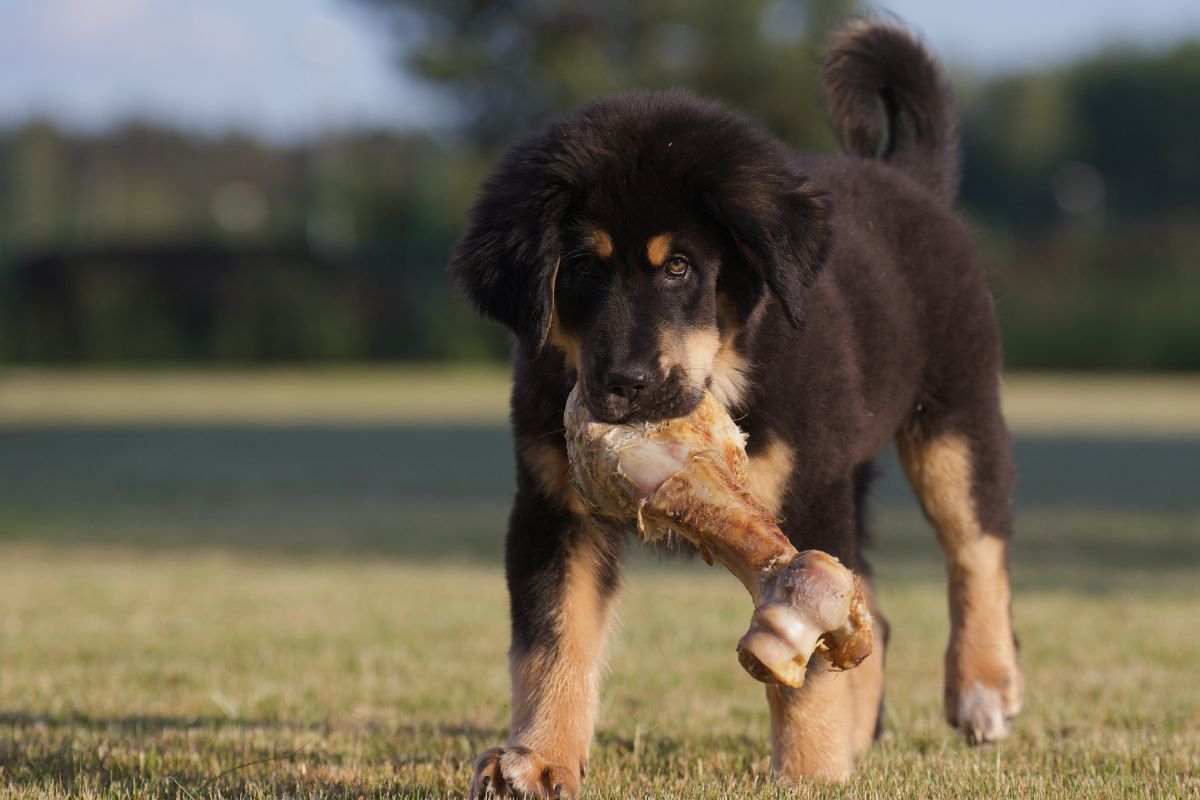 L'orso Orso himalayano scambiato per un cagnolino