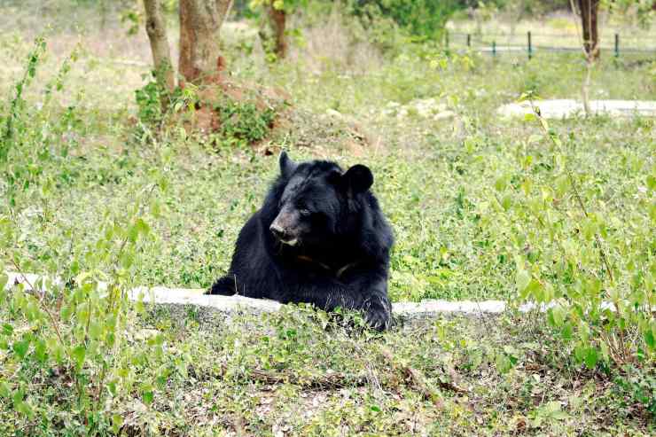 Orso himalayano scambiato per un cagnolino: la storia incredibile