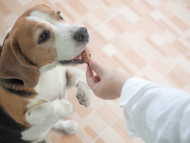 Uscita con i cuccioli