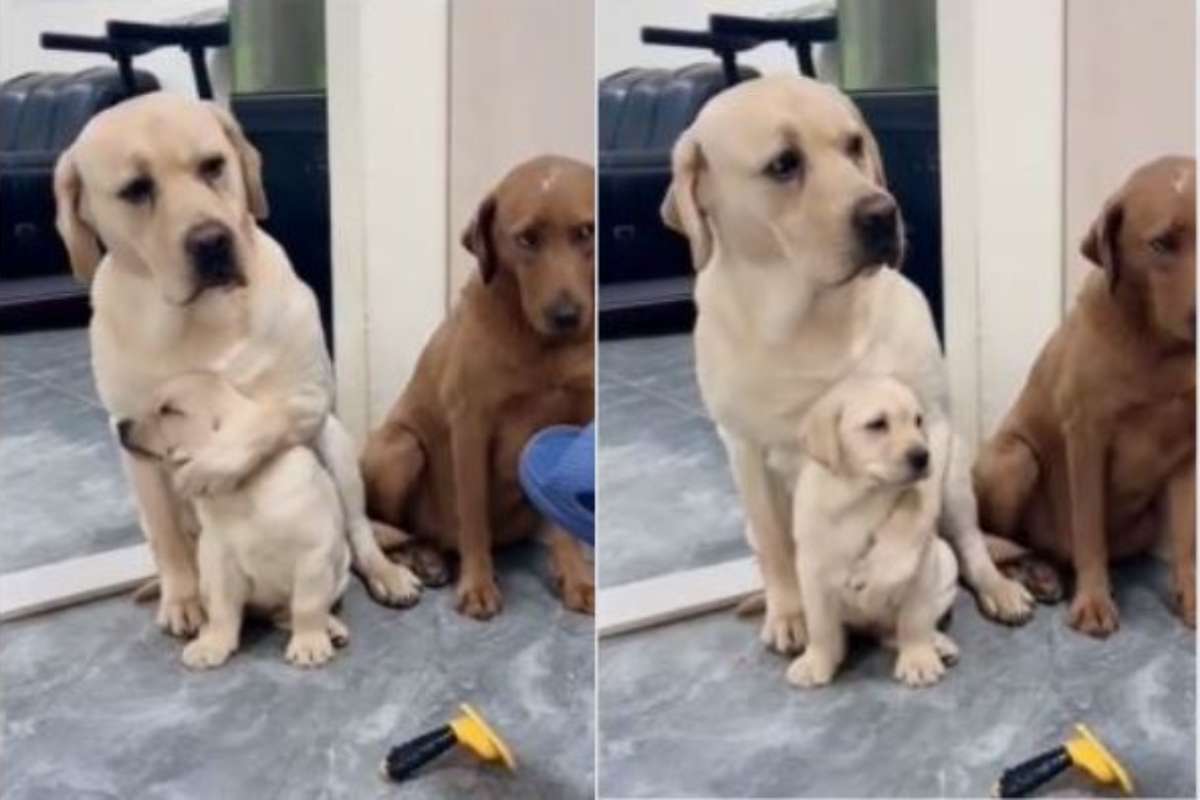 cane protegge cucciolo