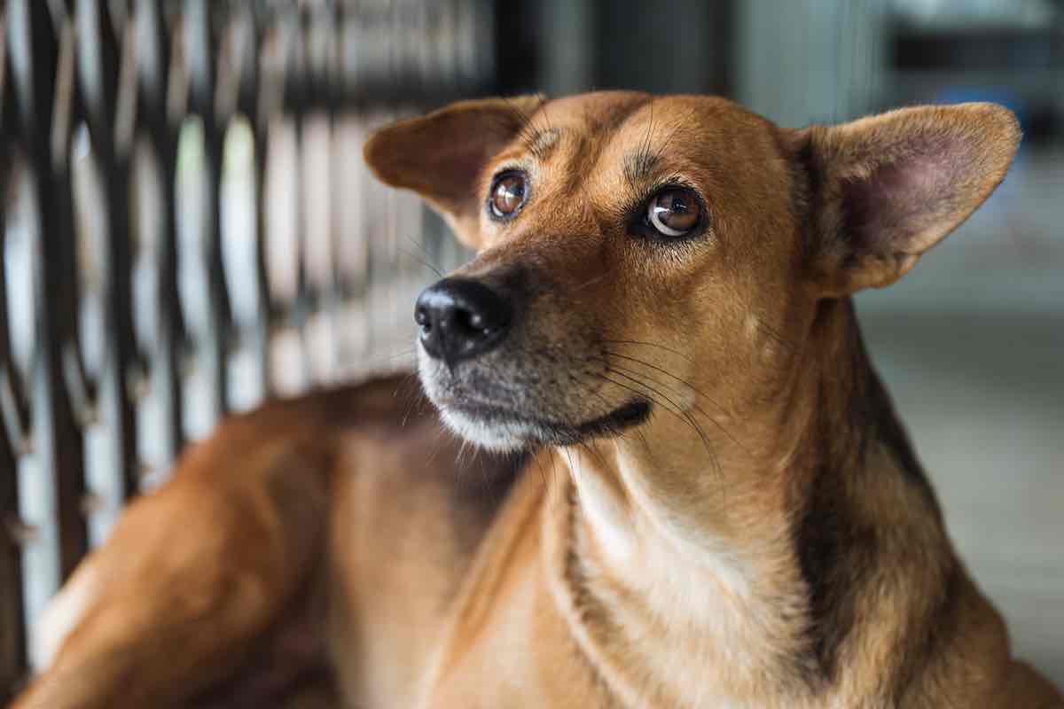 Cane: capisce il suo nome?