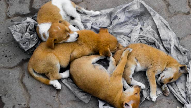 Cagnolina abbandonata con i cuccioli