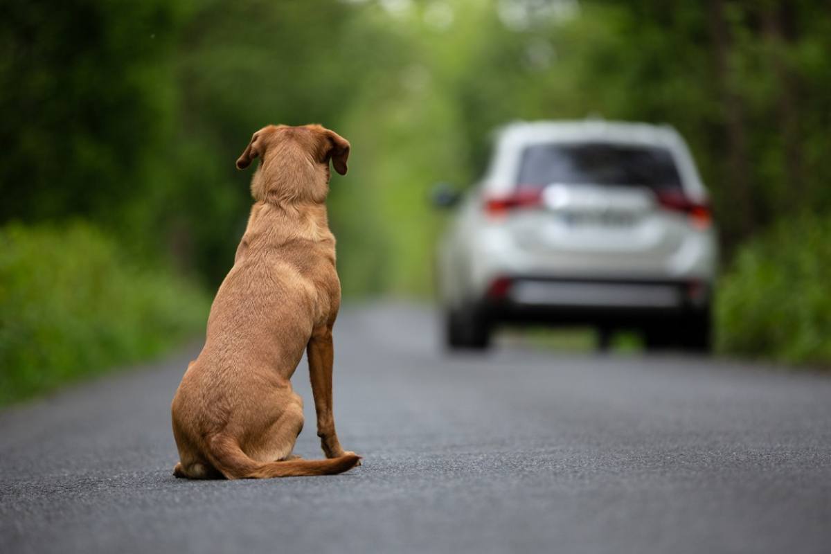 abbandono dei cani è allarme