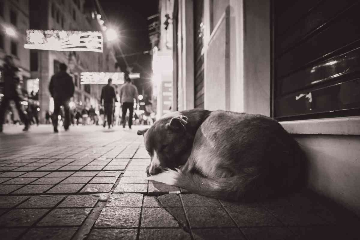 Cane salvato dalla strada ringrazia la sua salvatrice