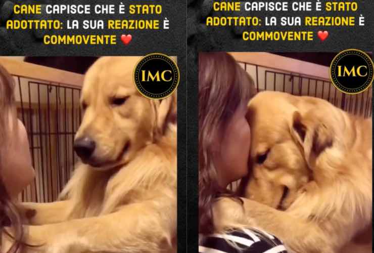 video cane