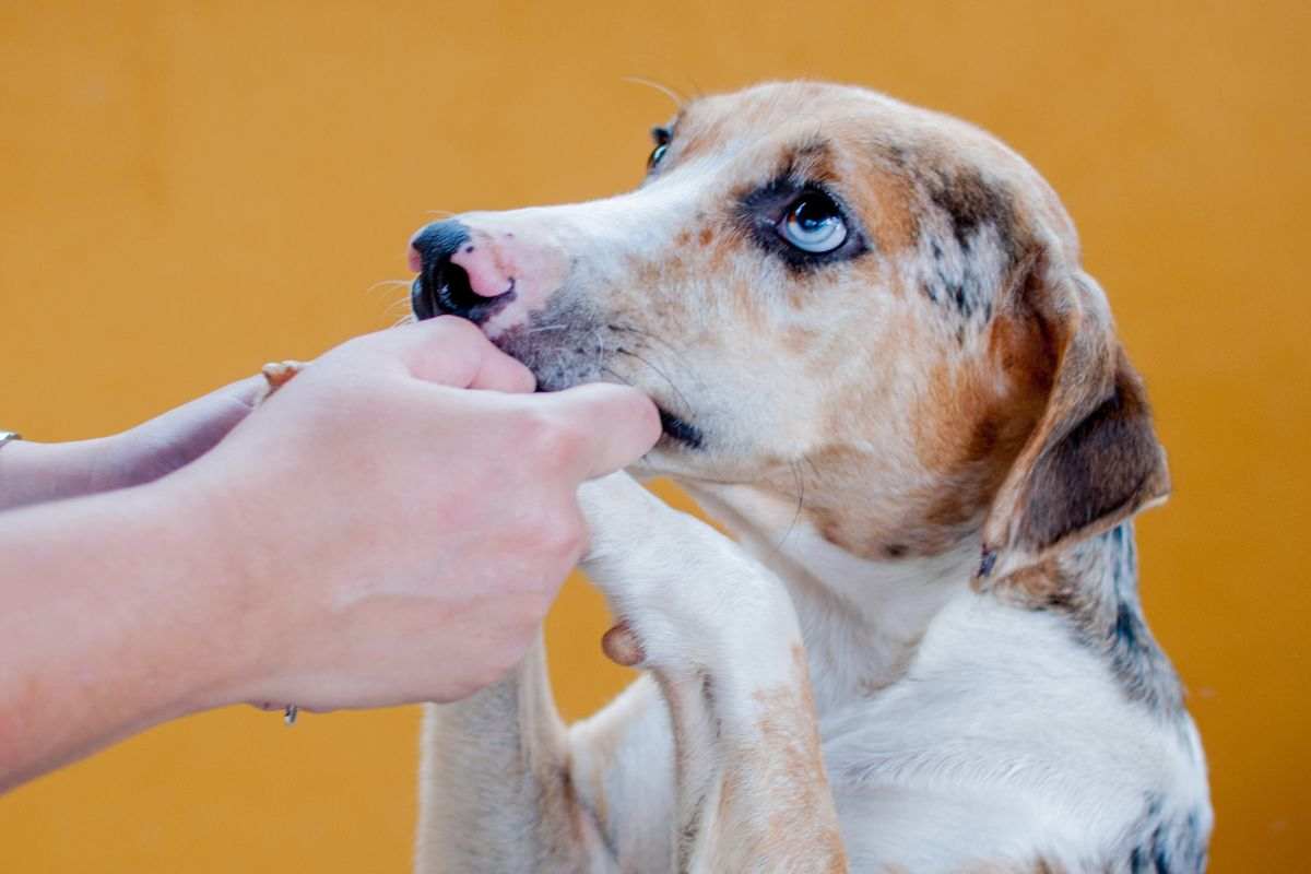 cane adottato impaurito