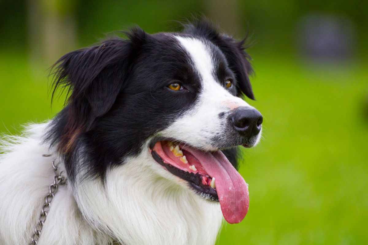 uomo riabbraccia cane dopo tre anni video emozionante