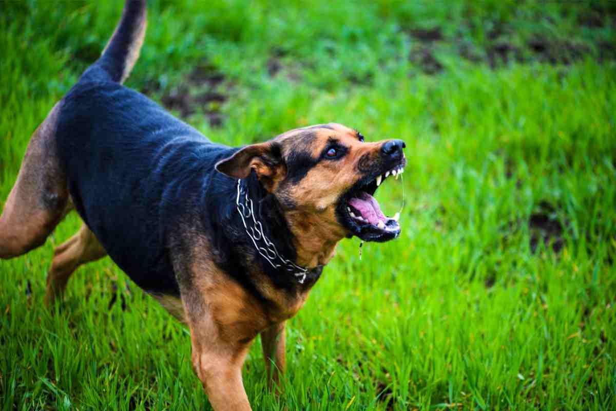 Cane aggressivo razze da evitare