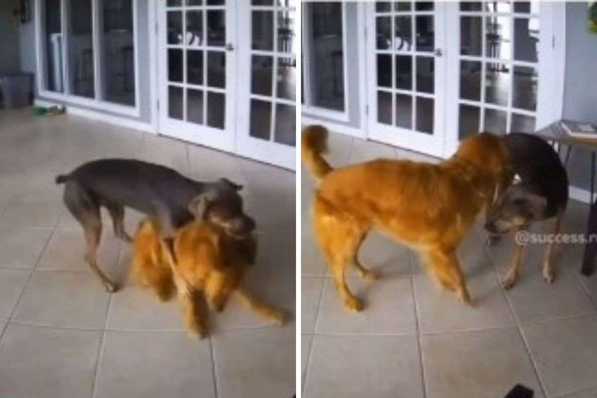cane aiuta amico peloso