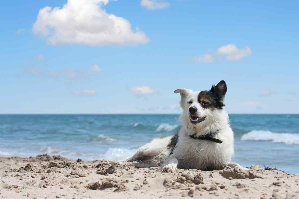 Cane soccorre padrone al mare video