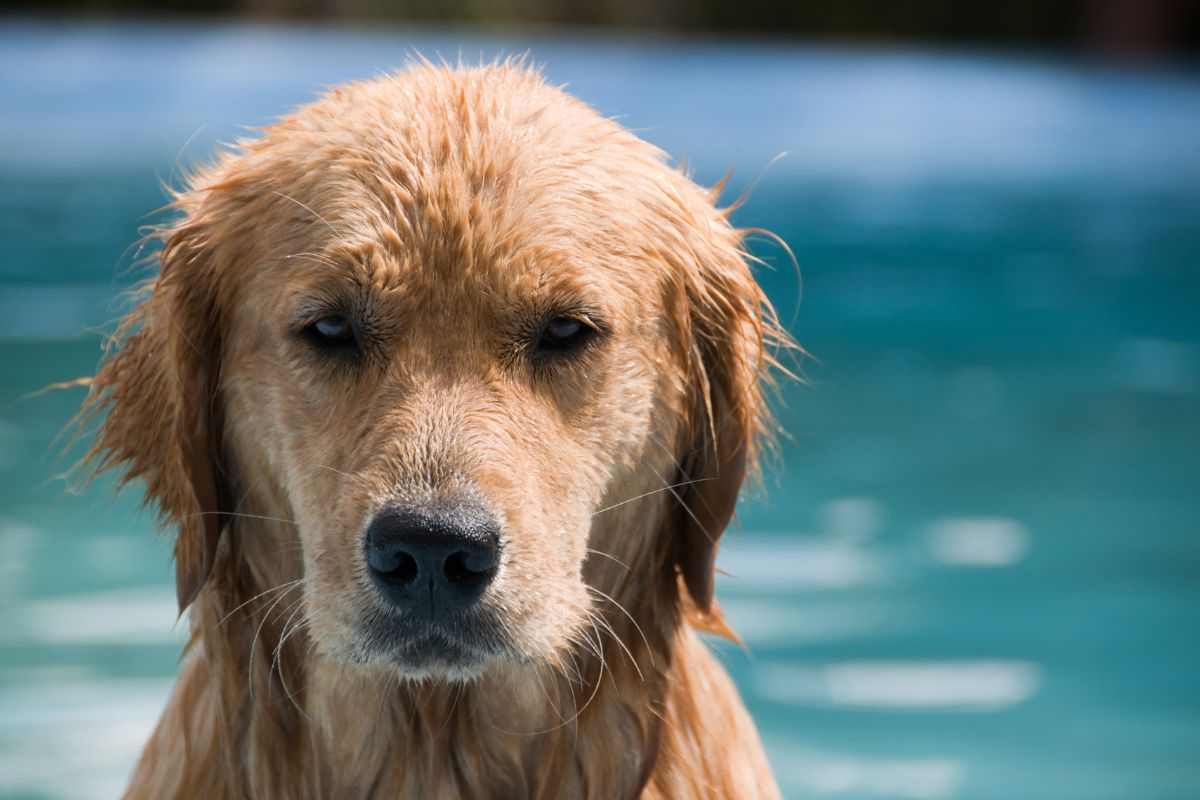 cane soffre il caldo tuffo nella fontana video
