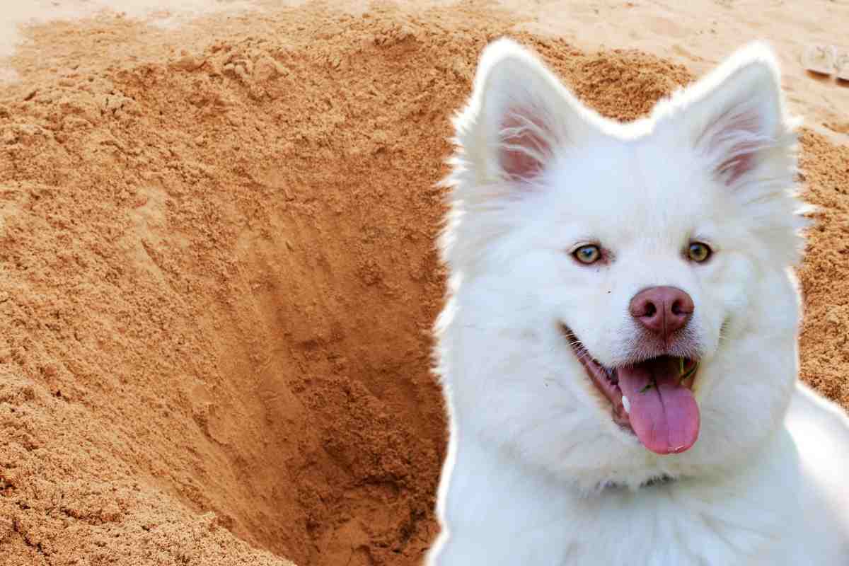 Cane buche spiaggia motivo reale