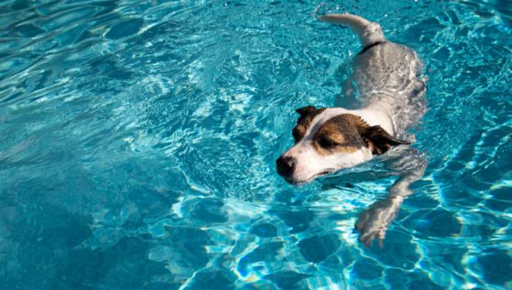 Cane soccorre padrone al mare