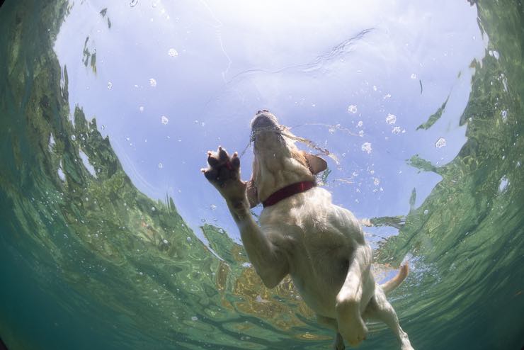 Paura del cane al mare: cosa fare