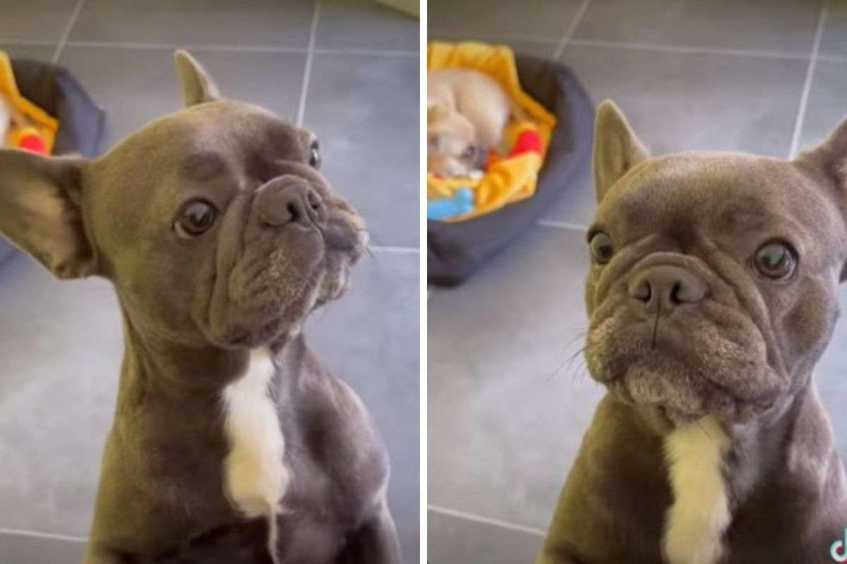 cane che piange bulldog padrona video