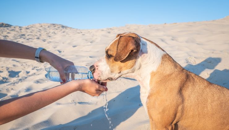 Colpo di calore cane come riconoscerlo sintomi rimedi