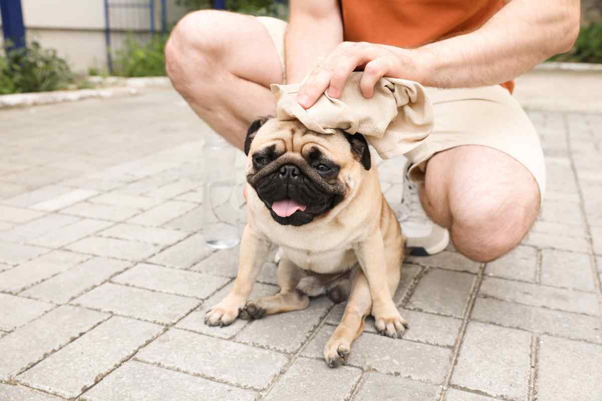 Colpo di calore cane come riconoscerlo sintomi rimedi