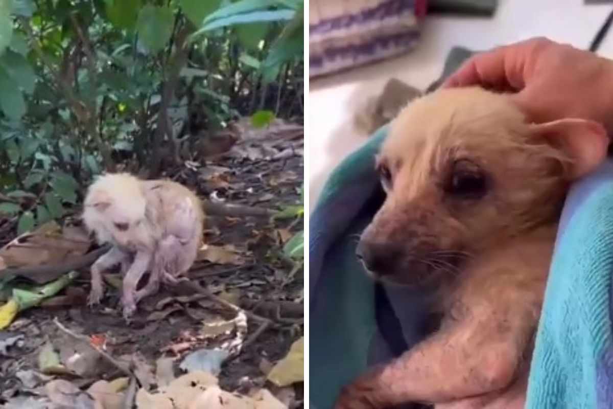 cane con la rogna adottato video