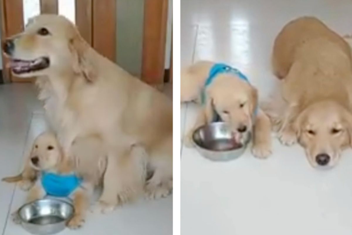 Golden Retriever generosa cane non mangia per il proprio cucciolo