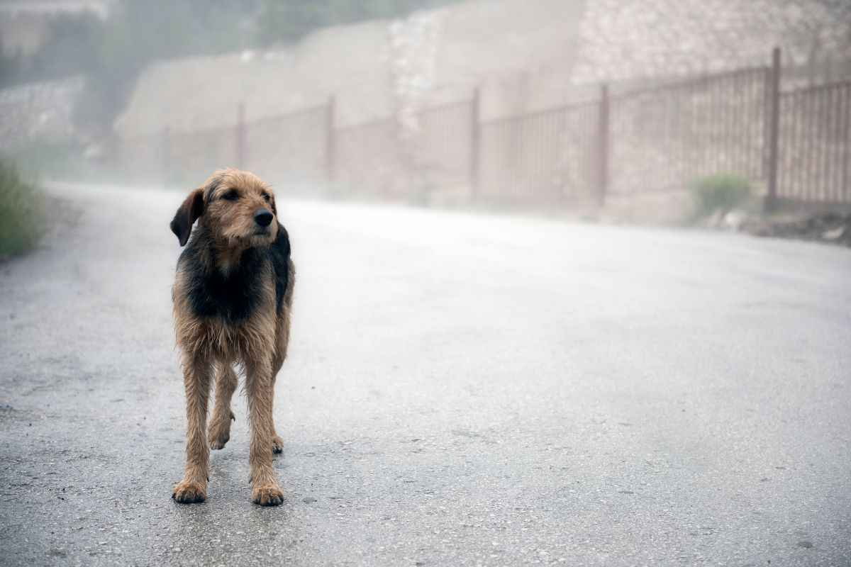 Veterinaria soccorre cane