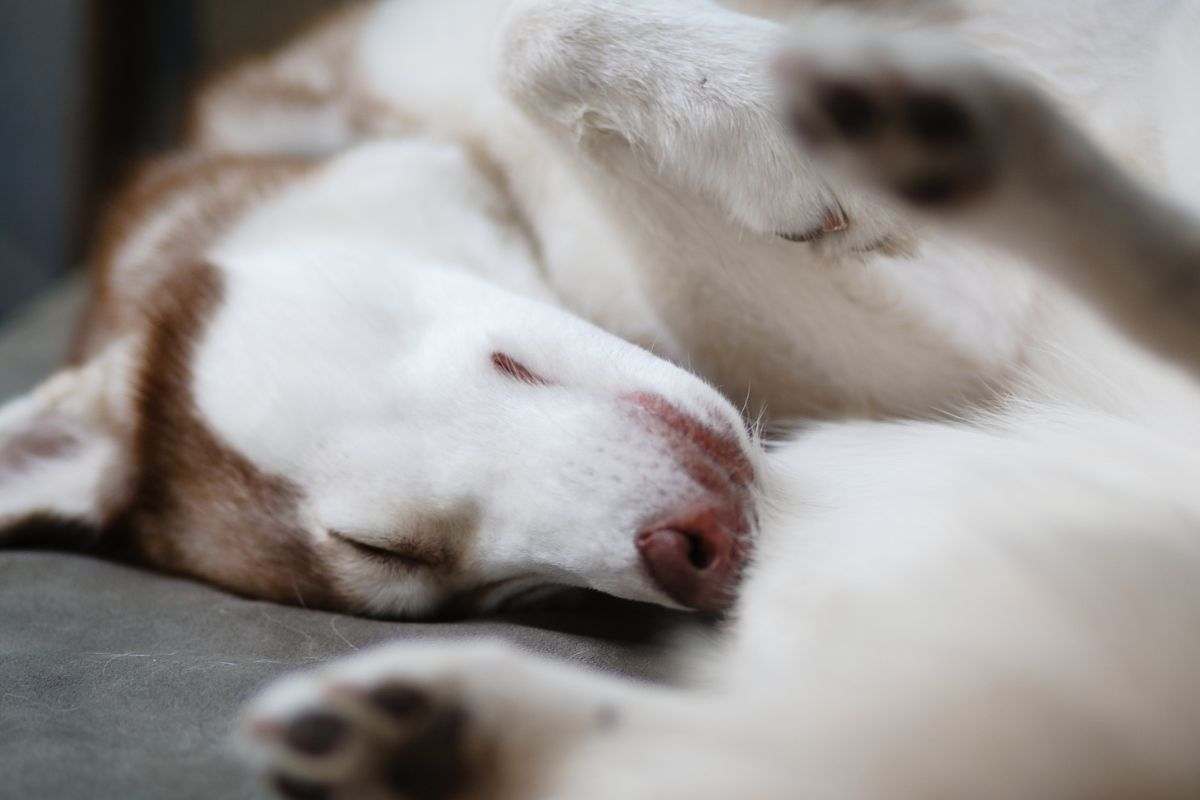 il cane che sogna video