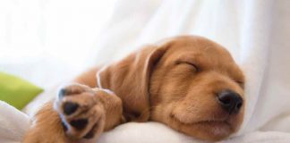 cane affettuoso dorme
