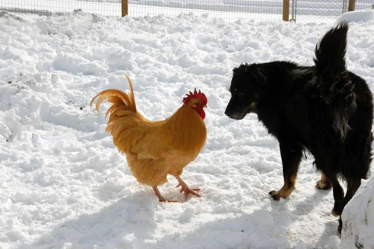 Cane scherzo gallina video