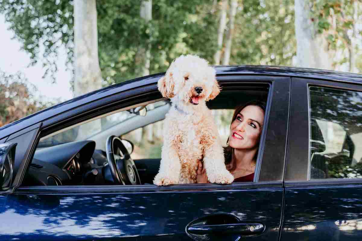 cane e gatto mal d'auto cause soluzioni rimedi