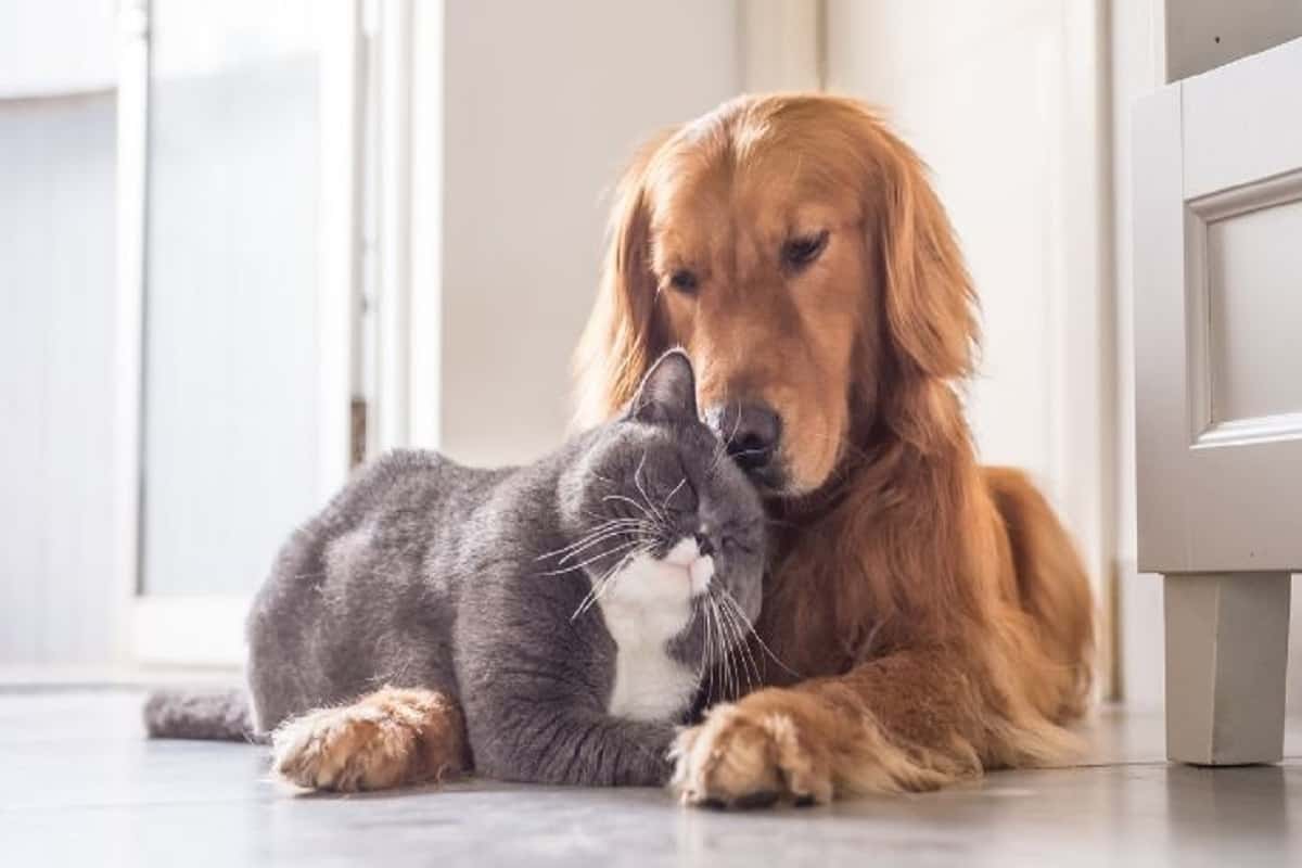 cane e gatto amici per la pelle video abbraccio
