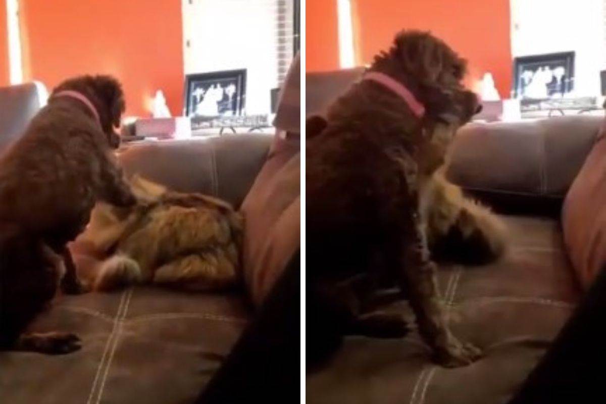 cane e gatto video amici abbraccio