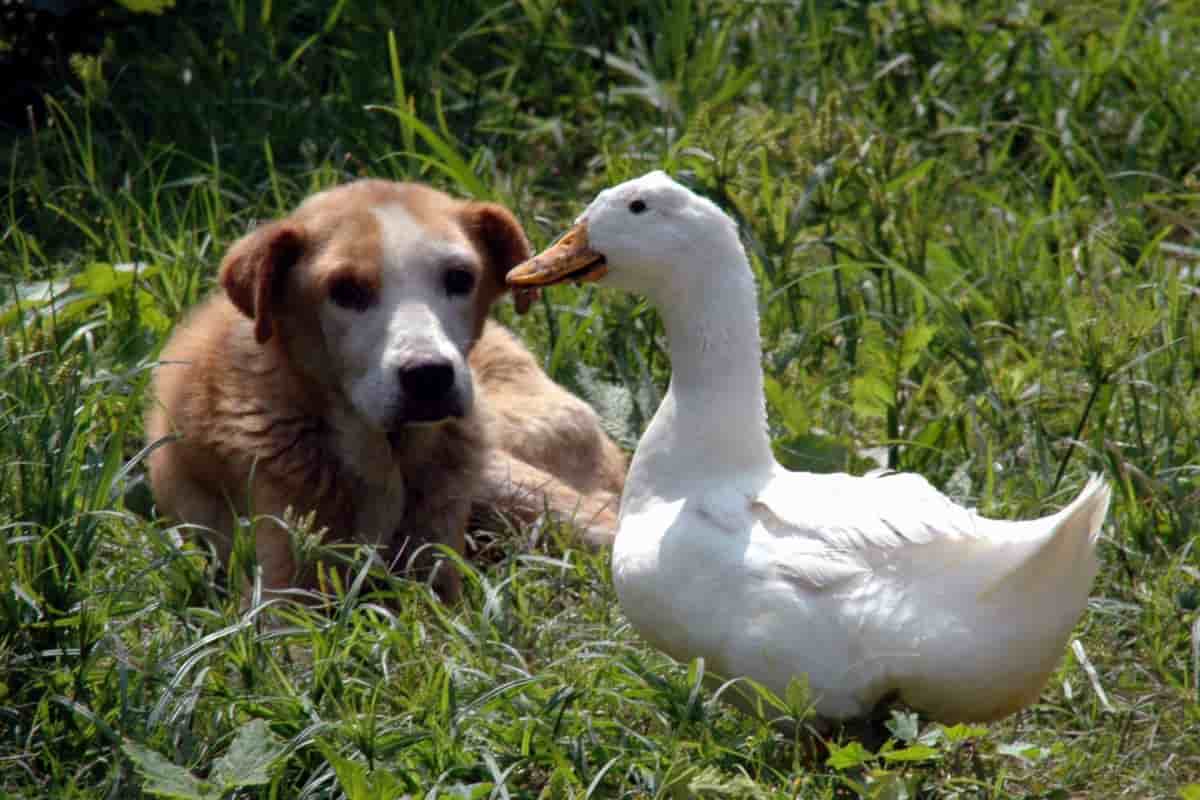 cane e papera amore video