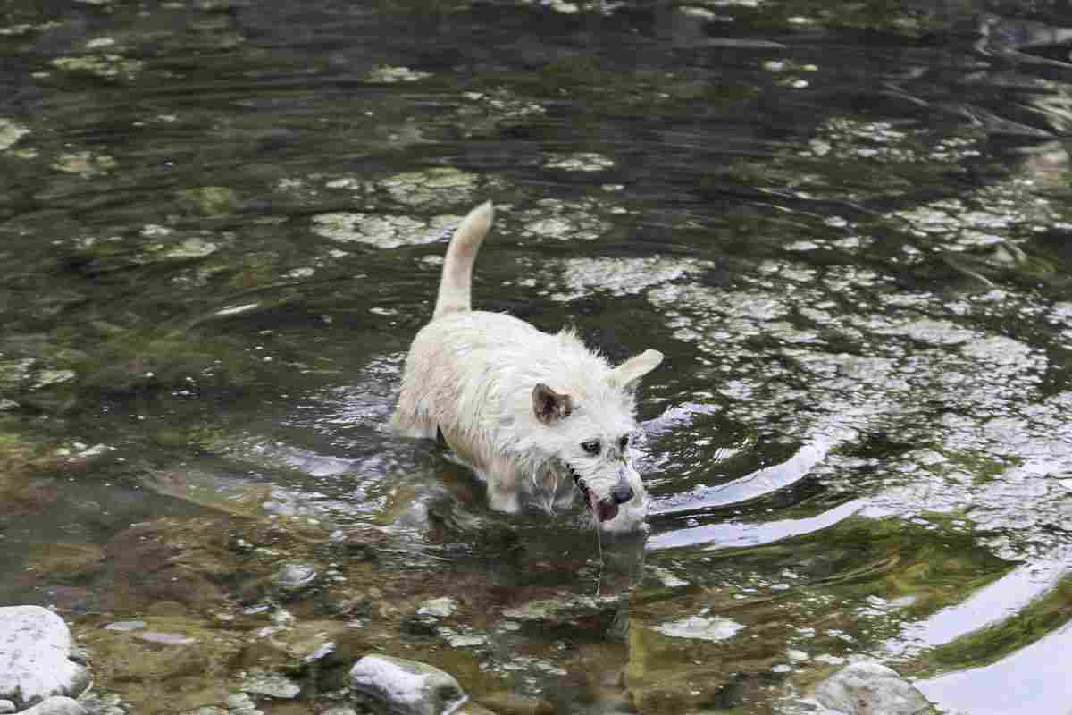 Cane nel fiume salvataggio miracoloso