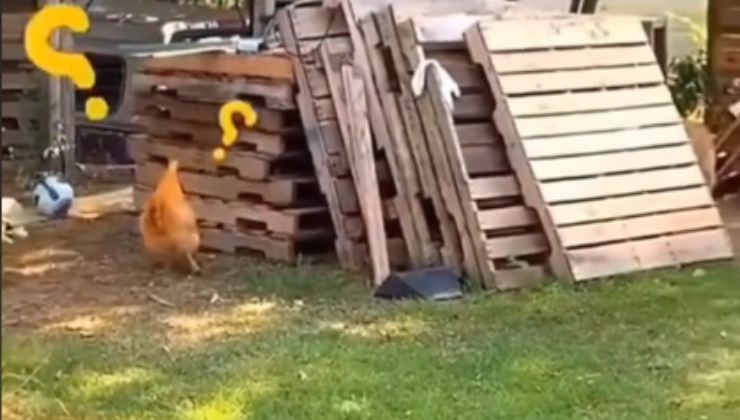 Il cane fa uno scherzo alla gallina