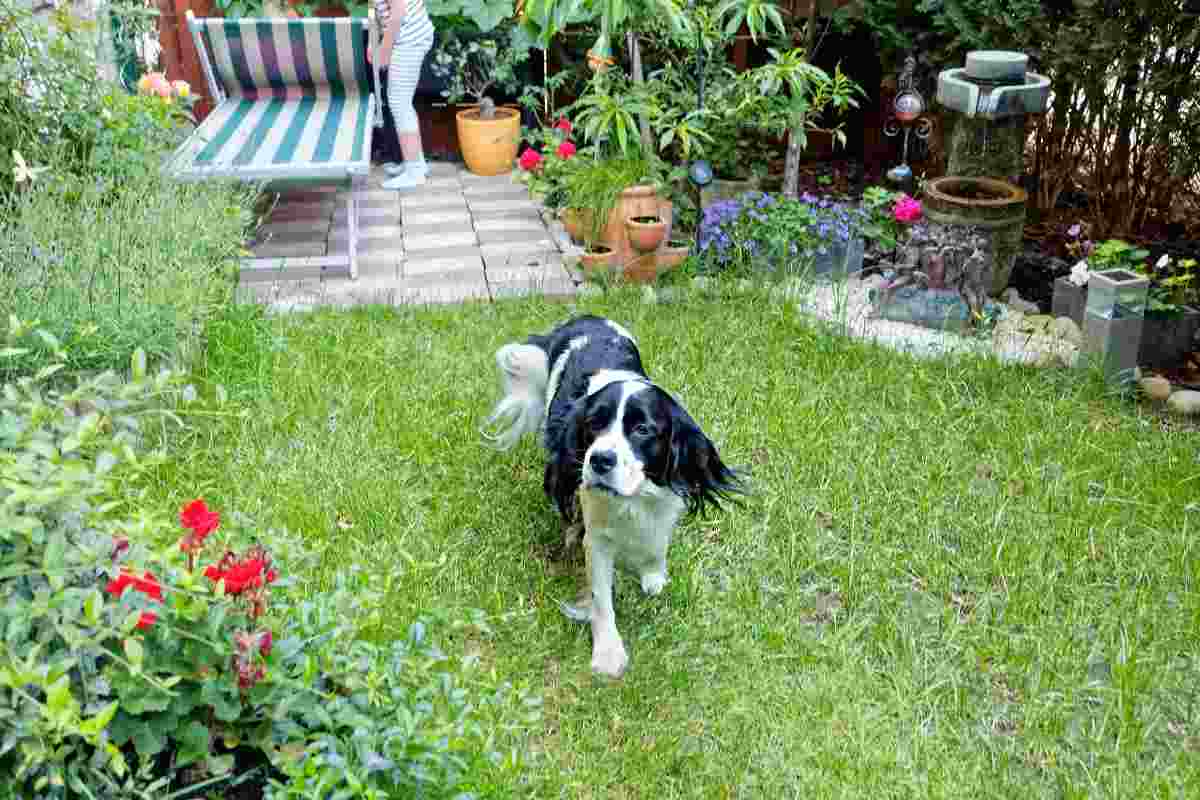 cane giardino bisogni
