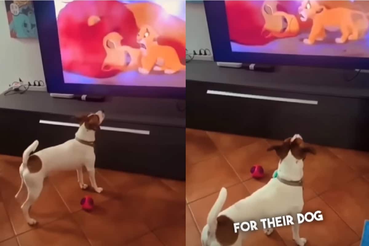la reazione del cane che guarda il re leone video