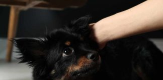 maltrattamento cane
