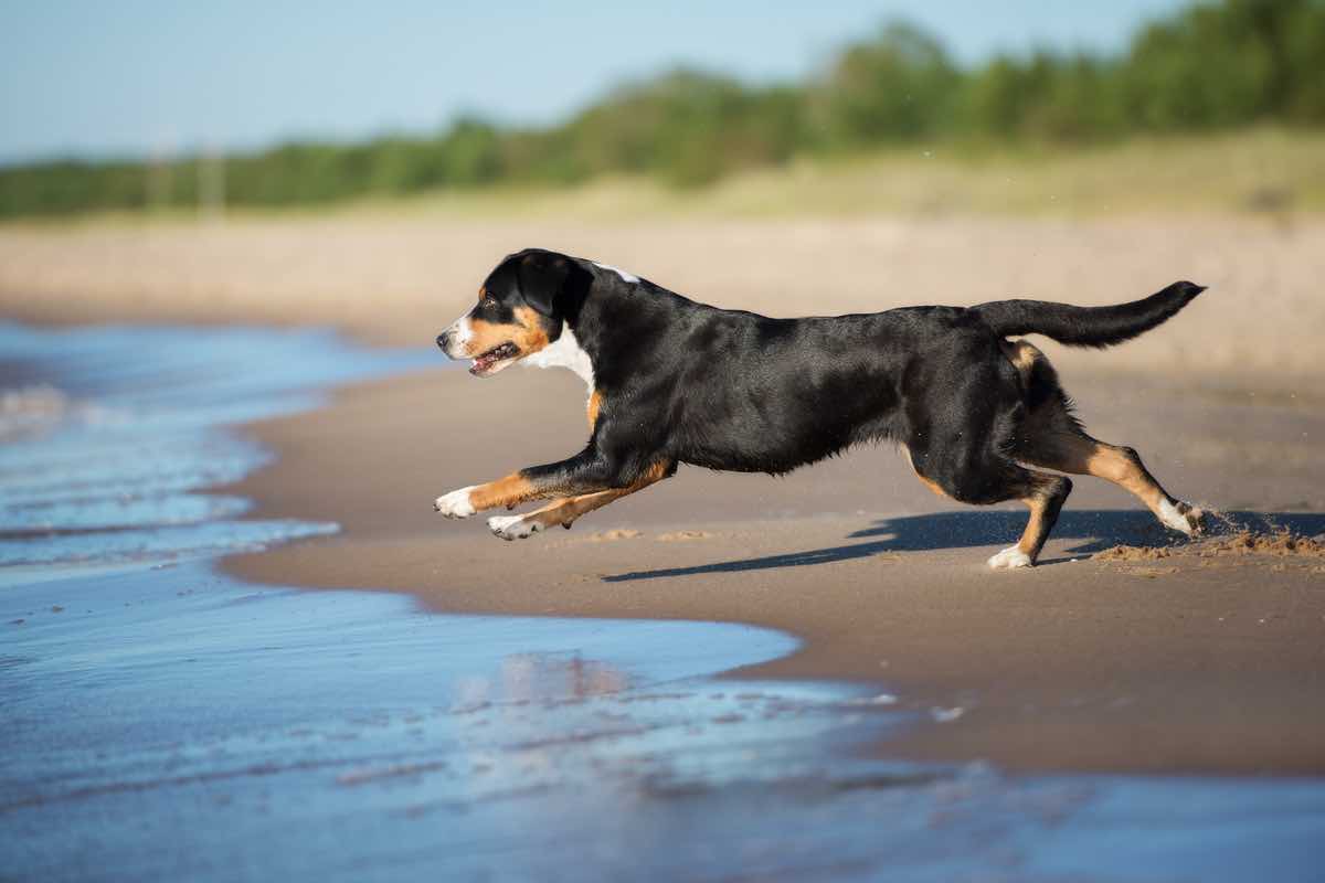 Colpo di calore del cane: cos’è