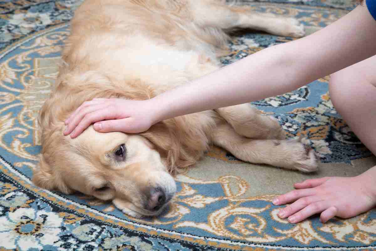 segnali che il cane sta per morire