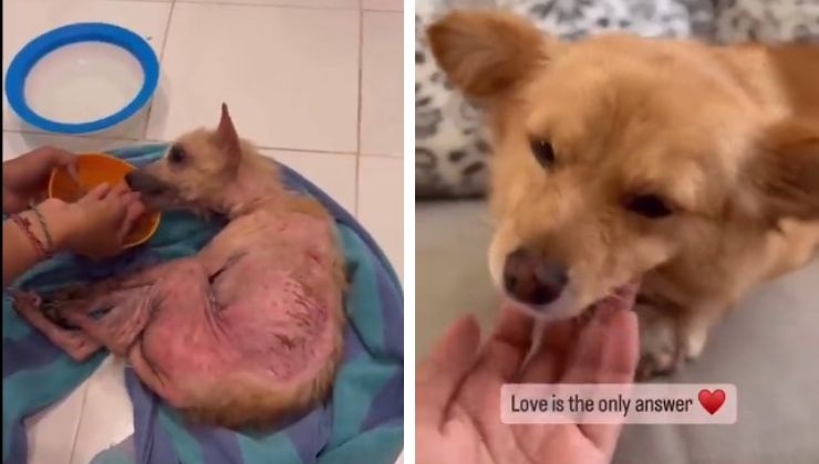 cane con la rogna adottato video