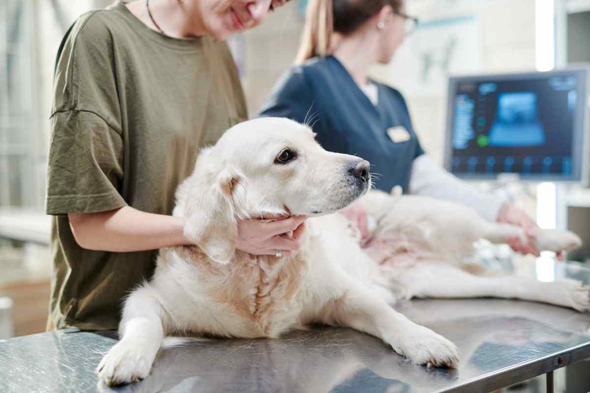 segnali che il cane sta per morire